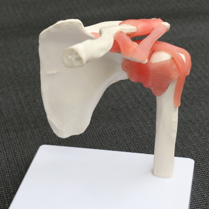 Life Size Shoulder Joint Anatomical Model Skeleton - Image 4