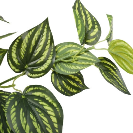 Bright Mixed Philodendron Plant 70cm - Image 3