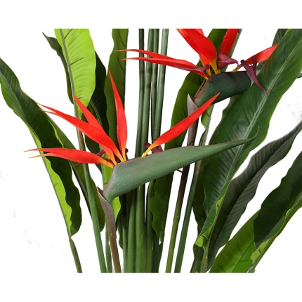Birds of Paradise Plant 130 cm - Image 3