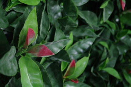 Portable UV Artificial Hedge Plant Photinia 75cm X 75cm - Image 2
