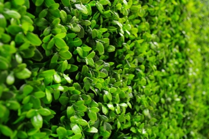 Deluxe Buxus Panels UV Stabilised 1m X 1m - Image 2
